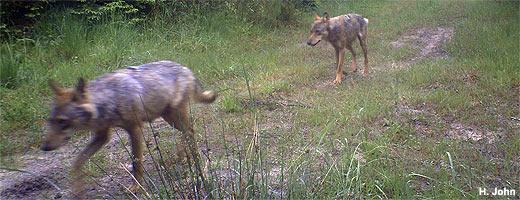 Vlci vyfocení ve vojenském prostoru v Dolním Sasku. Zdroj: nabu.de