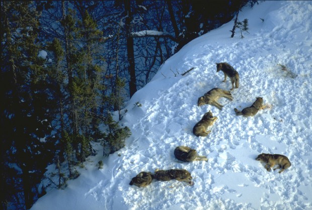 A wolf pack resting on snow covered hill