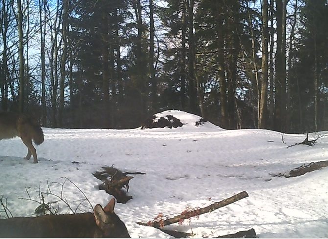 Camera trap of Vlado Trulík