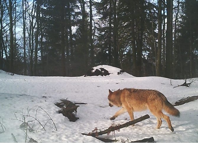 Camera trap of Vlado Trulík