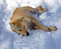 Vlčice Susi Vlčice Susi