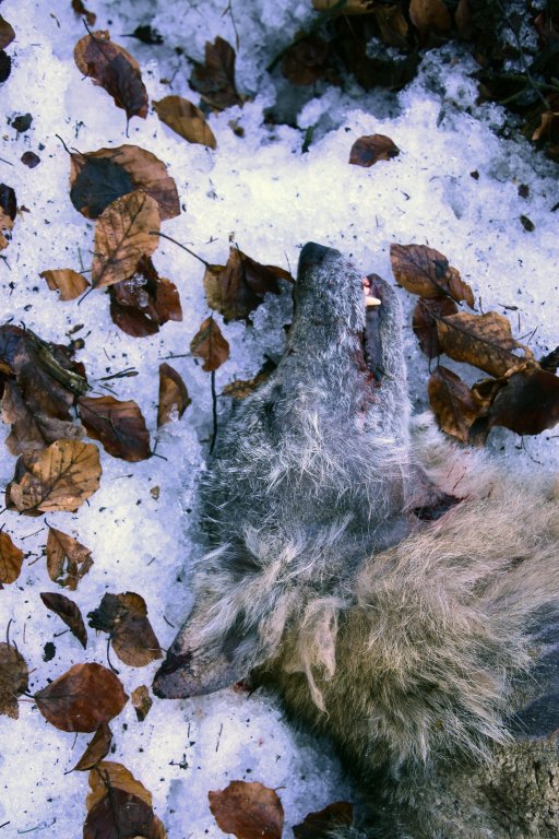 Foto: Aleš Vorel (ČZU, OWAD) Foto: Aleš Vorel (ČZU, OWAD)