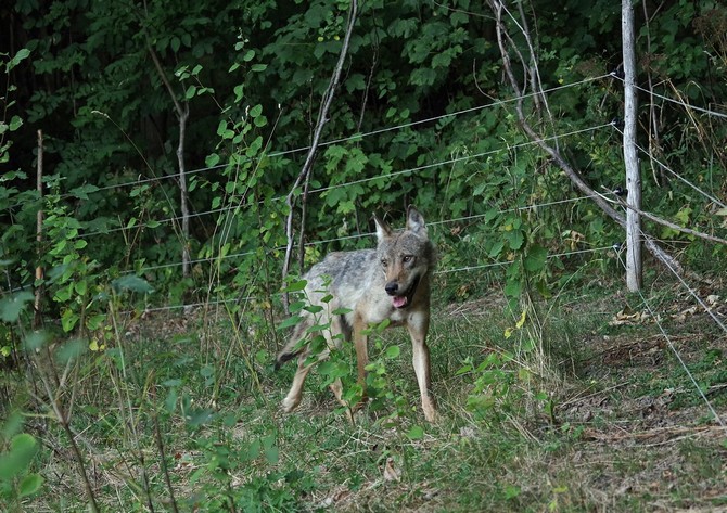 Foto: Jiří Dvořák/Správa KRNAP