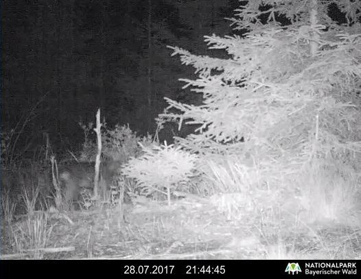 Foto: NP Bavorský les Foto: NP Bavorský les