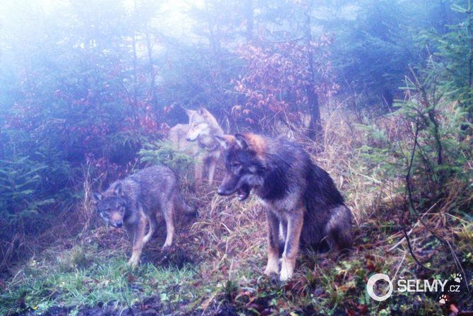 Wolves in the Kysucka vrchovina
