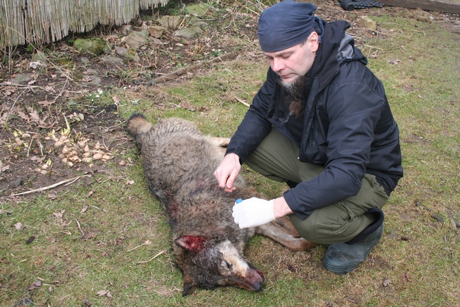 Zoologist Pavel Hulva is collecting a sample of tissue for genetic analysis. Photo: Pavel Hulva