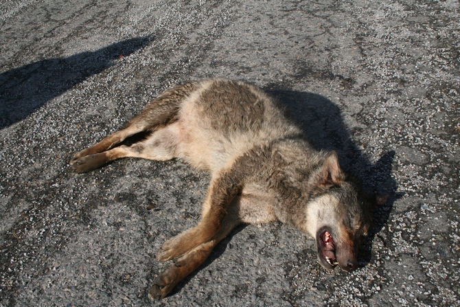 A wolf killed on the D1 near Skorkov. Photo: Pavel Hulva