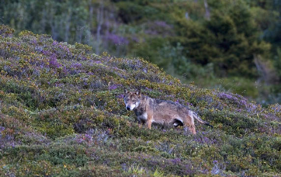 Foto: Peter A. Dettling Foto: Peter A. Dettling