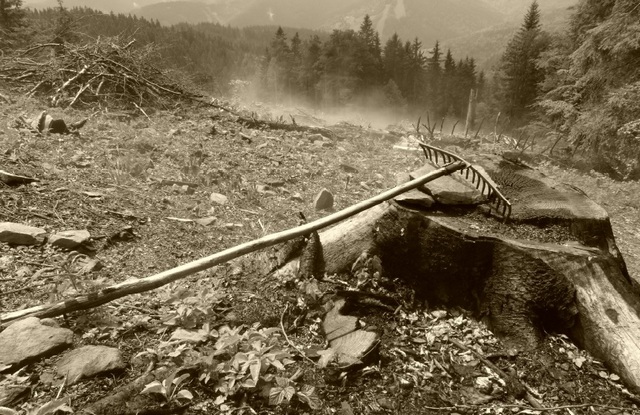 javornické lesy jsou ohroženy necitlivou těžbou; foto:Michal Bojda javornické lesy jsou ohroženy necitlivou těžbou; foto:Michal Bojda