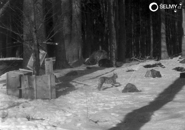 Lynx being released into wild in 1982