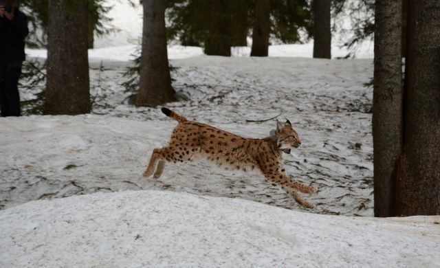 Vypouštění rysů na poblíž slovinské hranice. Zdroj: www.at. Vypouštění rysů na poblíž slovinské hranice. Zdroj: www.at.