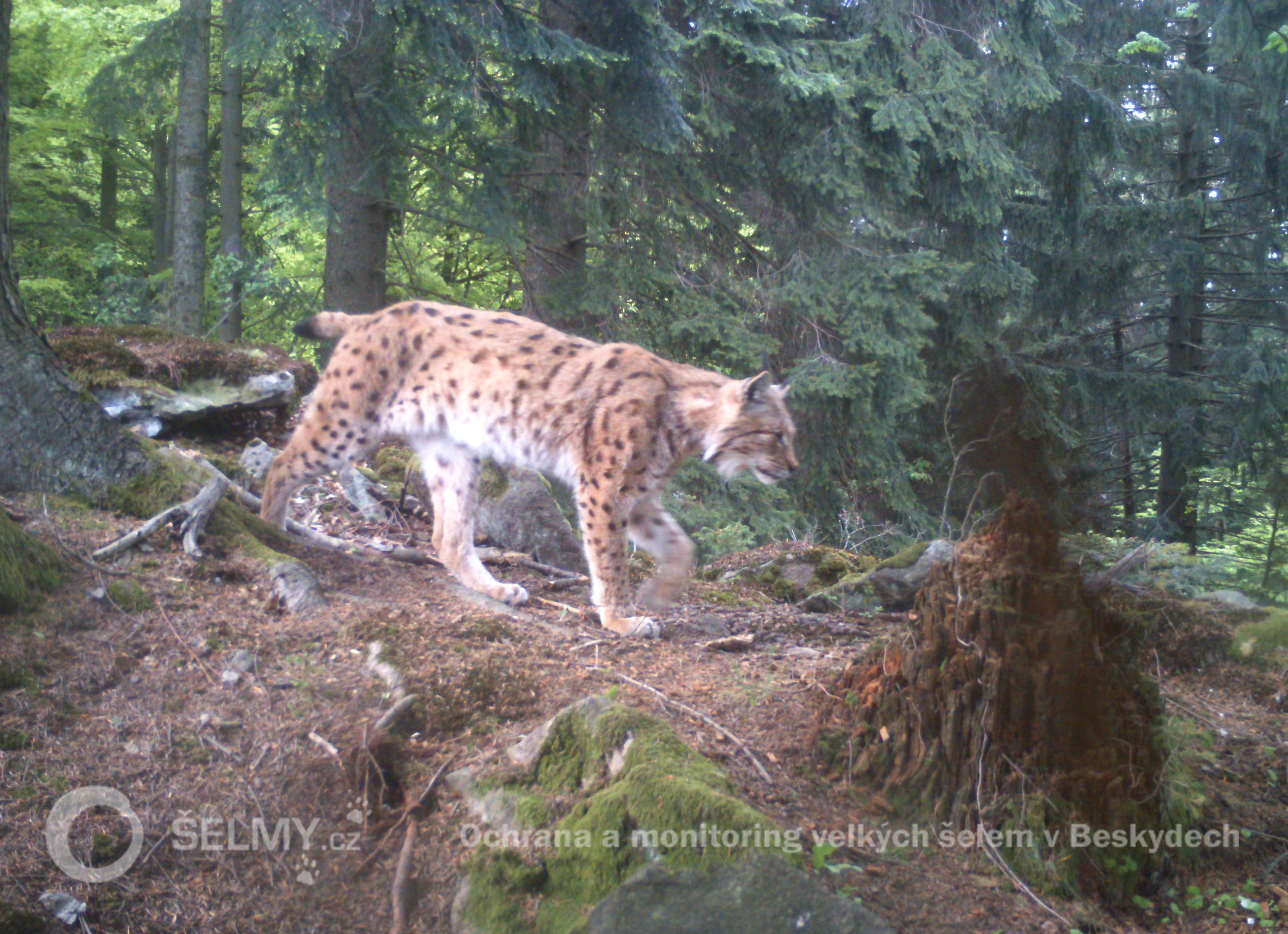 Rys Král v Javorníkách z května 2015; foto: Hnutí DUHA Olomouc