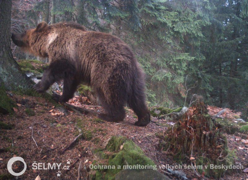 Bear checking a tree for scent marks