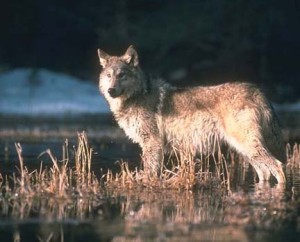 Western gray wolf, foto: COURTESY USFWS Western gray wolf, foto: COURTESY USFWS