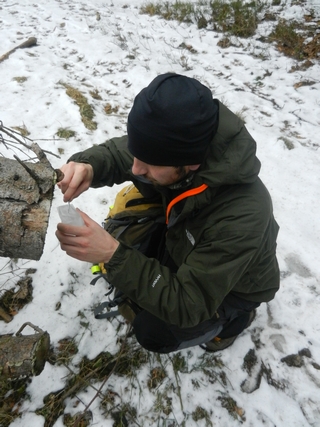 zber vzoriek rysích chlpov; foto: Sebastián Hreus zber vzoriek rysích chlpov; foto: Sebastián Hreus