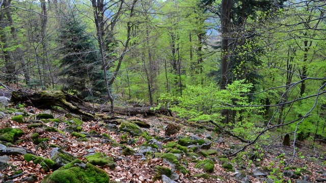 Javornický prales (foto M. Kutal)