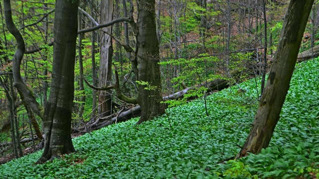 Javornický prales (foto M. Kutal)