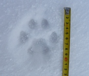 typická rysí stopa