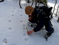 Vlčí hlídka s nálezem stop 2 rysů