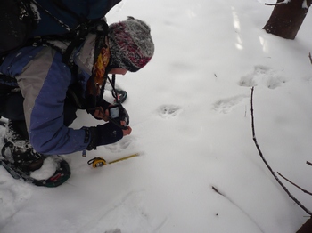 focení stop vlka focení stop vlka