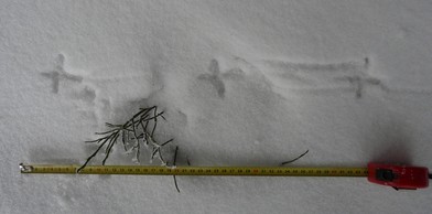 stopní dráha jeřábka stopní dráha jeřábka