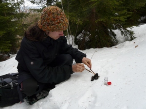 odebírání vzorku trusu rysa Vlci hlidky