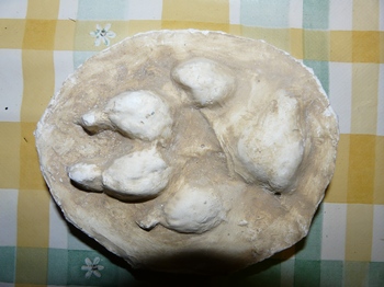 odlitek vlčí stopy odlitek vlčí stopy