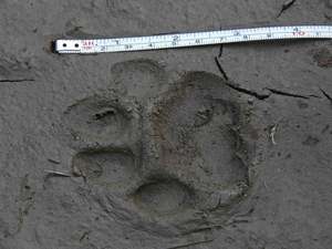 stopa rysa stopa rysa