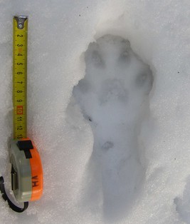 stopa rysa stopa rysa