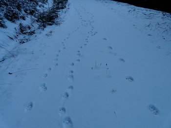 stopní dráhy rysů