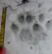 rysí dvojstopa rysí dvojstopa