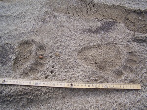 medvědí stopy medvědí stopy