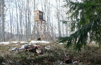 újeď ovce u posedu