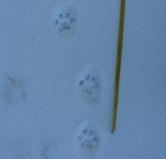 rysí stopy rysí stopy