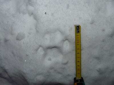 čerstvá stopa rysa čerstvá stopa rysa