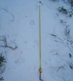 stopní dráha vlka stopní dráha vlka