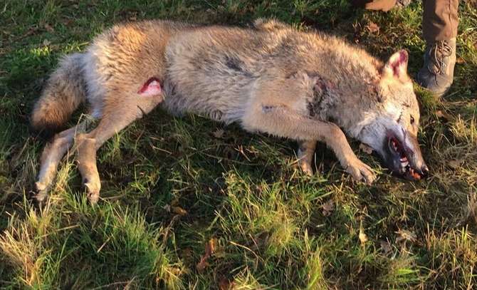 Wolf killed by car in the Netherlands