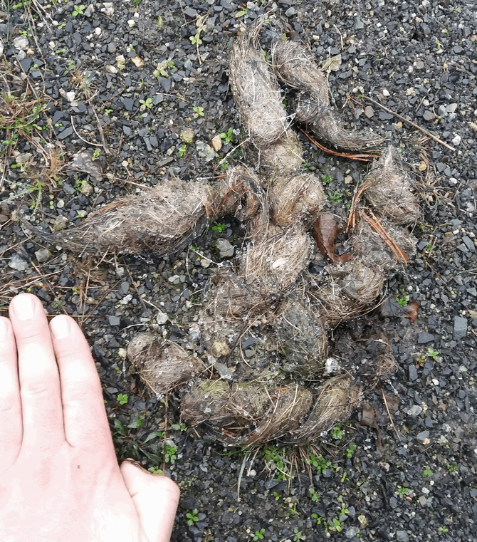Wolf scat found in Lausitz