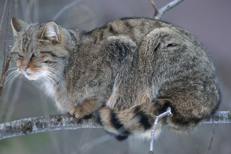 Foto: Jaroslav Vogeltanz