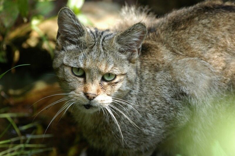 Foto: Jaroslav Vogeltanz