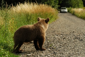 medvěd na cestě