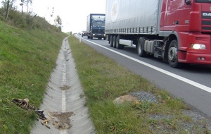 sražená srna v koridoru na Jablunkovsku