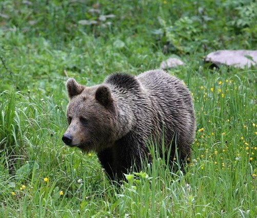 medvěd hnědý (foto: Michal Kalaš)