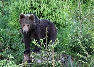 mladý medvěd; foto: M. Kalaš mladý medvěd; foto: M. Kalaš