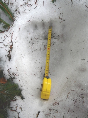 zadní stopa medvěda z Beskyd; foto L. Machalová zadní stopa medvěda z Beskyd; foto L. Machalová