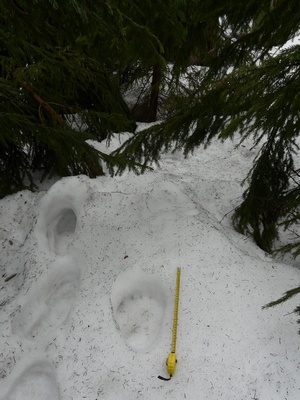 stopy medvěda z Beskyd; foto L. Machalová stopy medvěda z Beskyd; foto L. Machalová
