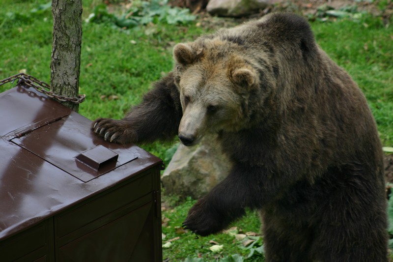 medvěd u kontejneru