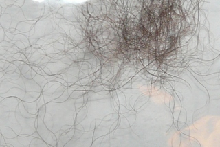 Medvědí srst (foto L. Machalová) medvedi srst