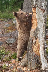 medvědi vybírají z trouchnivého dřeva larvy hmyzu