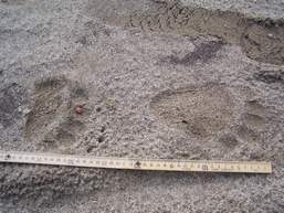 medvědí stopy poblíž Lidečka medvědí stopy poblíž Lidečka